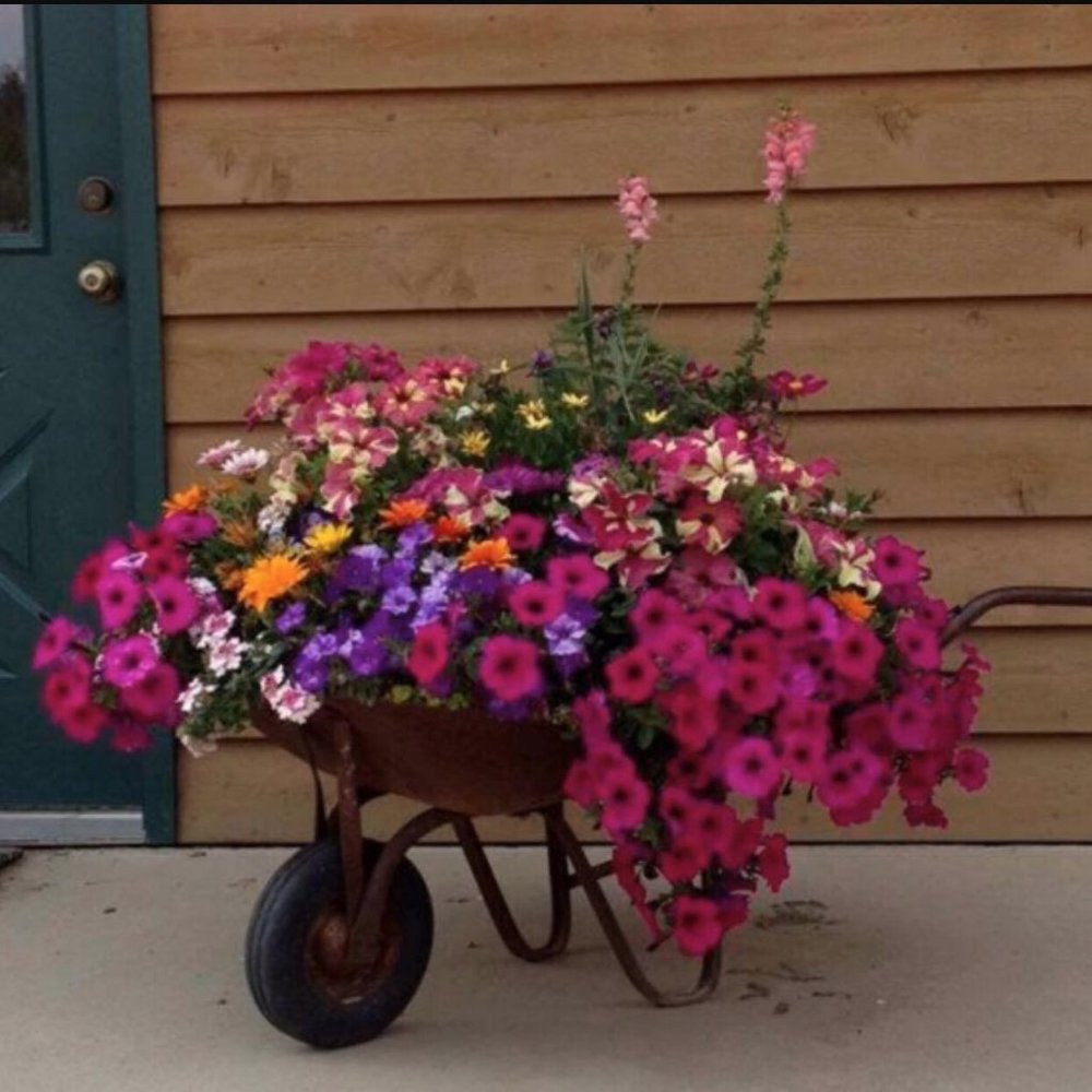 My Barrel full of flowers - Picture 1 of 1